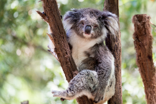 Santuaire des Koalas