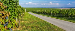 5 Routes pour découvrir le vin Français